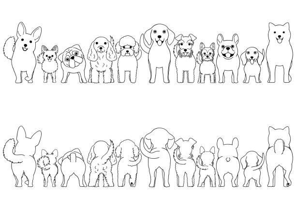 kleine hunde säumen kunstgrenze - dog group of animals variation in a row stock-grafiken, -clipart, -cartoons und -symbole