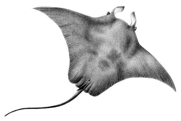 ilustrações, clipart, desenhos animados e ícones de manta de raia peixe gravura 1842 - manta ray