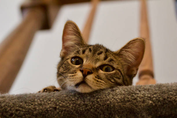 istock Kitten peering over a staircase baluster 1132675534
