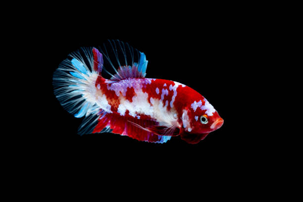 istock Betta fish Fight in the aquarium 1132677134