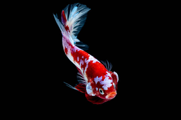 istock Betta fish Fight in the aquarium 1132677139