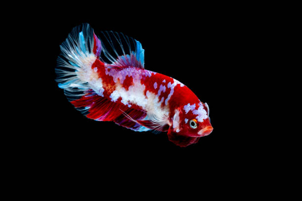 istock Betta fish Fight in the aquarium 1132677144