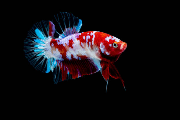 istock Betta fish Fight in the aquarium 1132677152