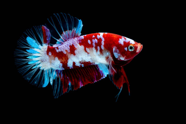 istock Betta fish Fight in the aquarium 1132677161