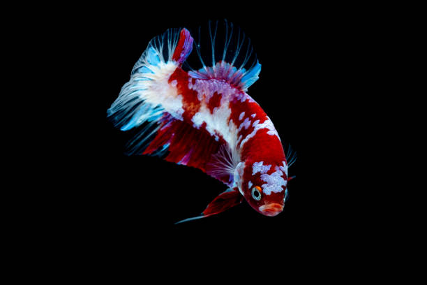 istock Betta fish Fight in the aquarium 1132677165