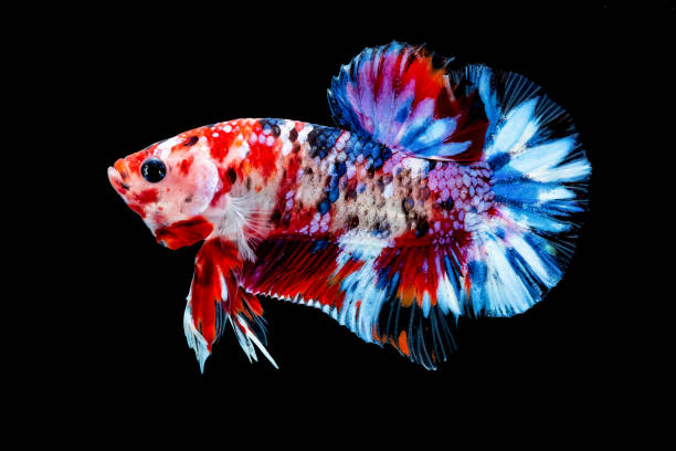 istock Betta fish Fight in the aquarium 1132677204