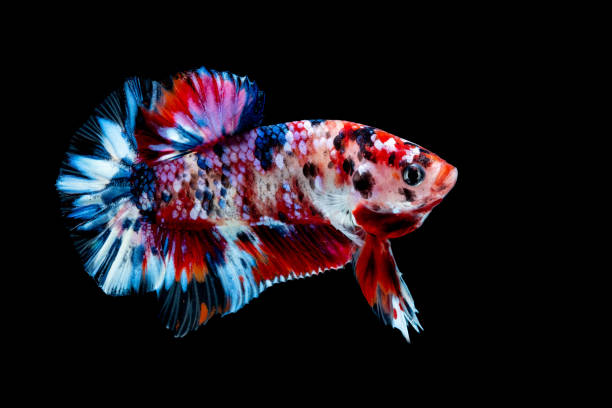 istock Betta fish Fight in the aquarium 1132677209
