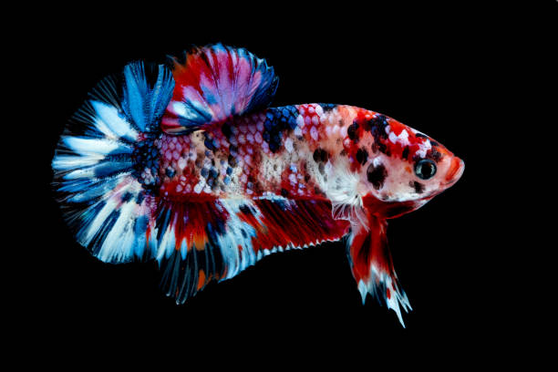 istock Betta fish Fight in the aquarium 1132677218