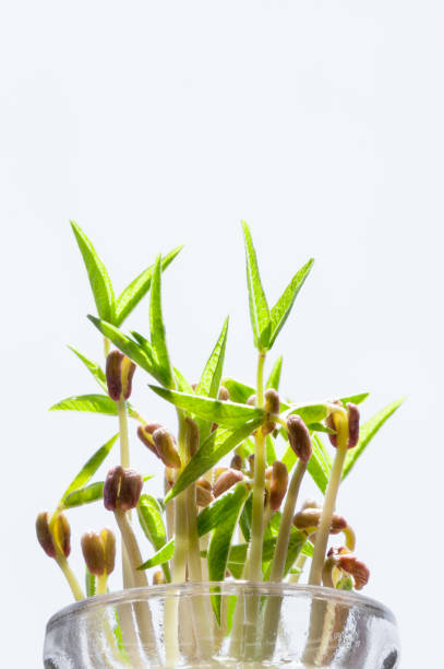 ヘルシーグリーン緑もやし、緑豆 - soybean bean drenched textured ストックフォトと画像