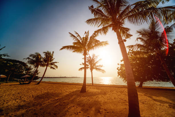 istock Beautiful tropical beach with palm trees. Sunrises and sunsets. Ocean. 1132678509