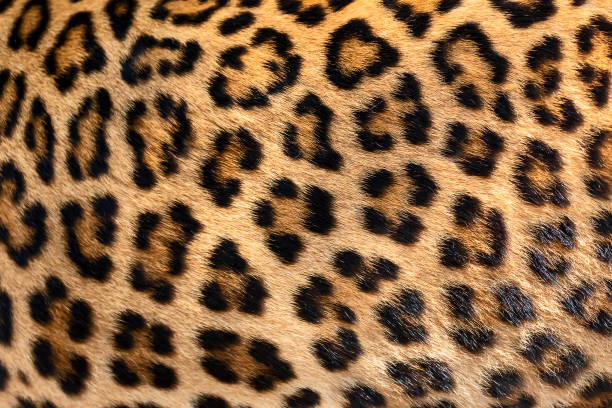 istock Detail skin of leopard. 1132681674
