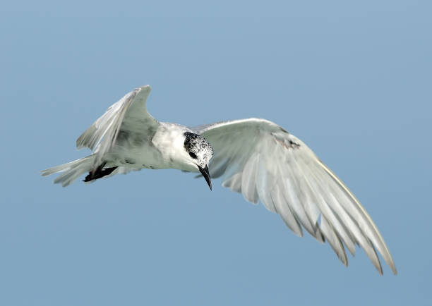 istock flying birds little gull in flight, Larus minutus 1132682372