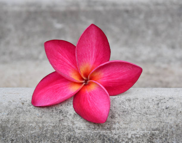 istock plumeria flowers great 1132682458