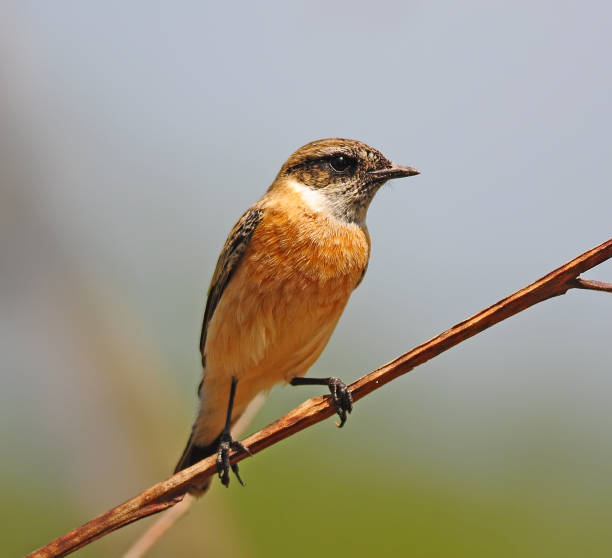 istock Stejneger's Stonechat (Saxicola stejnegeri) in nature of Thailand 1132682616
