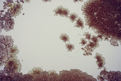 Close-up Full Frame Image of Old Lichen on a White Metal Backgroundin soft hues.