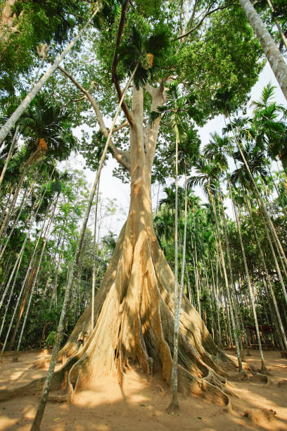 istock The famous giant tree in Uthai Thani, Thailand. 1132688655