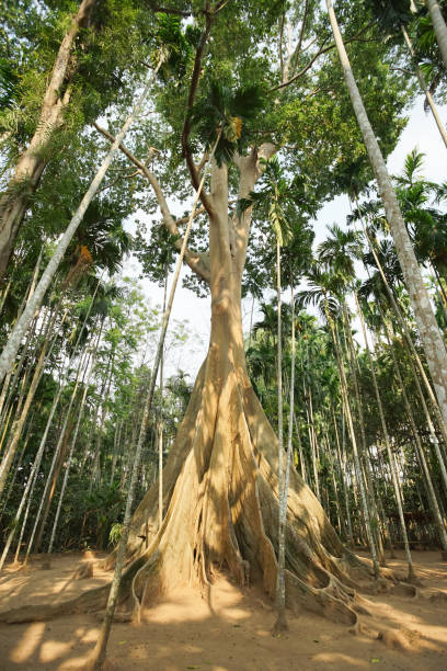 istock The famous giant tree in Uthai Thani, Thailand. 1132688667