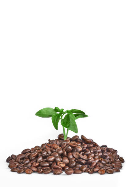 istock Coffee Beans and Leaf on the White Background 1132689883