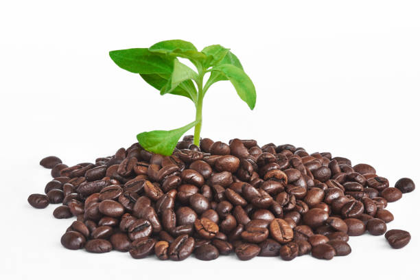 feijões de café com as folhas crescentes frescas do verde - coffeetree - fotografias e filmes do acervo