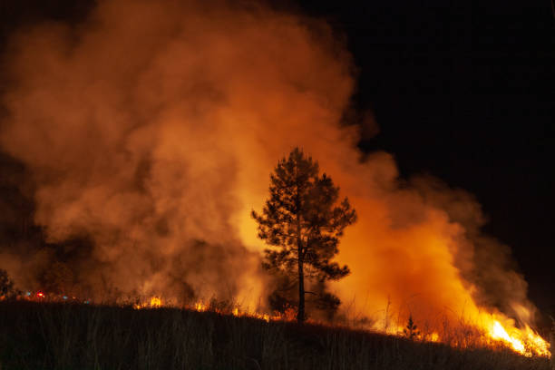 istock Slective focus at backburning and extinguishing a wildfire grass and bushfire to protect residents 1132690249