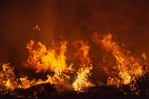 Extinguishing a wildfire grass and bushfire to protect residents of the Lake Macquarie suburb. Fire action in landscape format