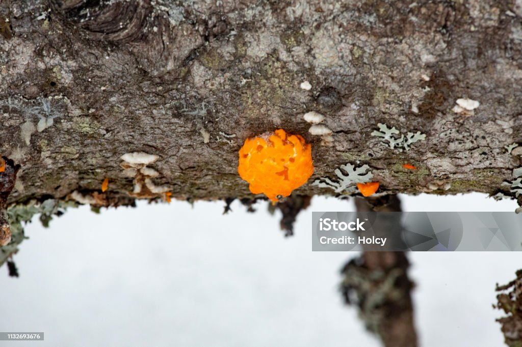 Witch's butter jelly fungus on log in Rangeley, Maine. Orange witch's butter, a jelly fungus, could be Dacrymyces palmatus, on underside of fallen log in Rangeley, Maine, in winter. Basidiomycota Stock Photo