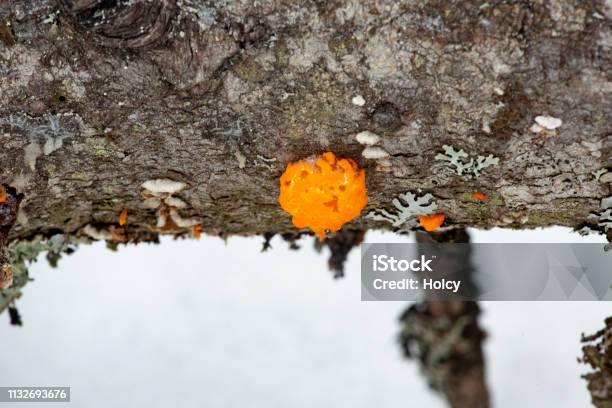 Witchs Butter Jelly Fungus On Log In Rangeley Maine Stock Photo - Download Image Now