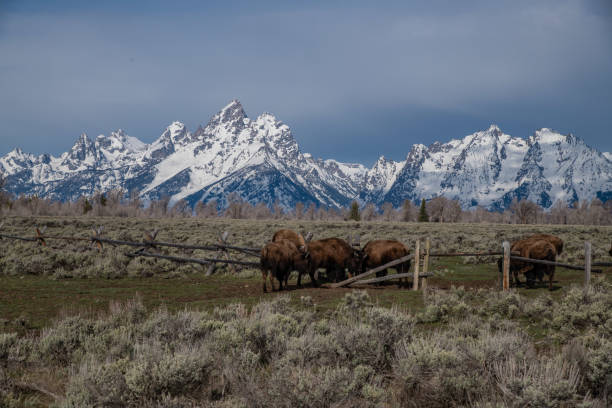 istock Bison with the Grand Tetons in the background 1132693679