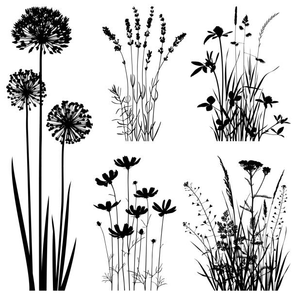 Plants silhouettes, vector images Set of plants silhouettes. Images of cosmos flowers, lavender, allium flowers and meadow herbs. Detailed images isolated black on white background. Vector design elements. One color - black. nature silhouettes stock illustrations