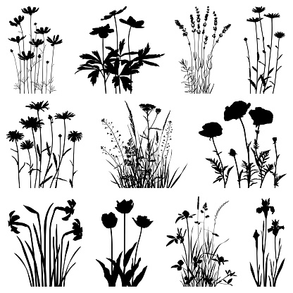 Set of plants silhouettes. Images of chamomiles, cosmos flowers, lavenders, poppies, daffodils, tulips, irises, meadow herbs. Detailed images isolated black on white background. Vector design elements. One color - black.