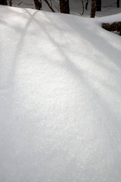 Photo of Shadows of branches in snow drifts in Rangeley, Maine.