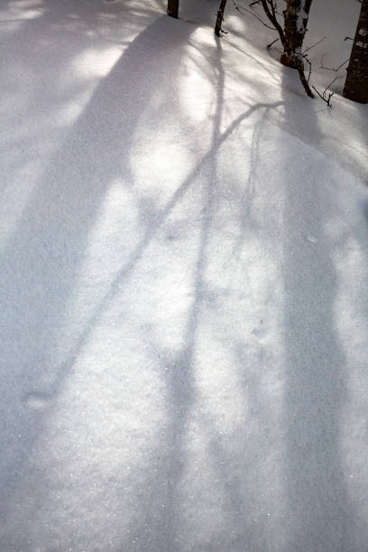 Photo of Shadows of branches in snow drifts in Rangeley, Maine.