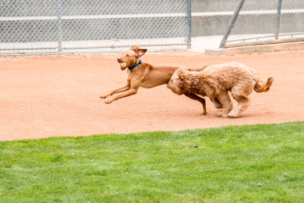 Two dogs running at park lawn playing with ball stock photo