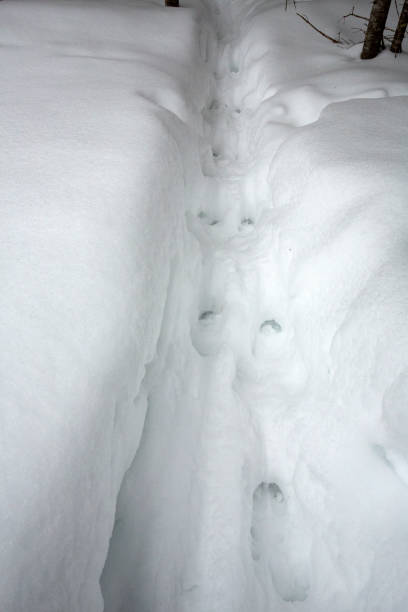 Trail of deer tracks in deep snow, leading into the woods of northern Maine.