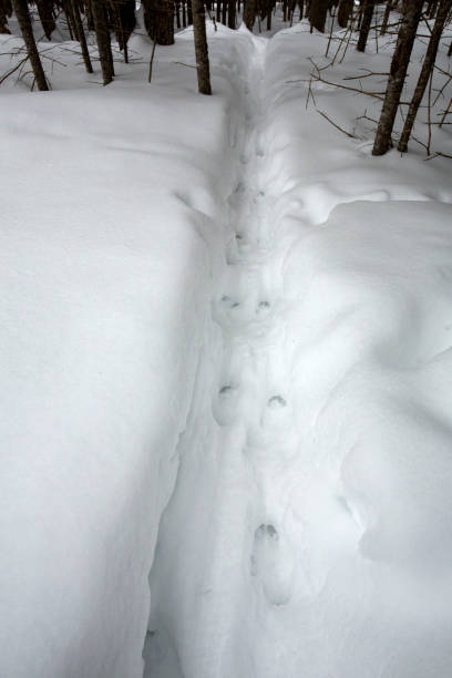 winter in the mountains of Greece. hare tracks in the snow in Elatochori