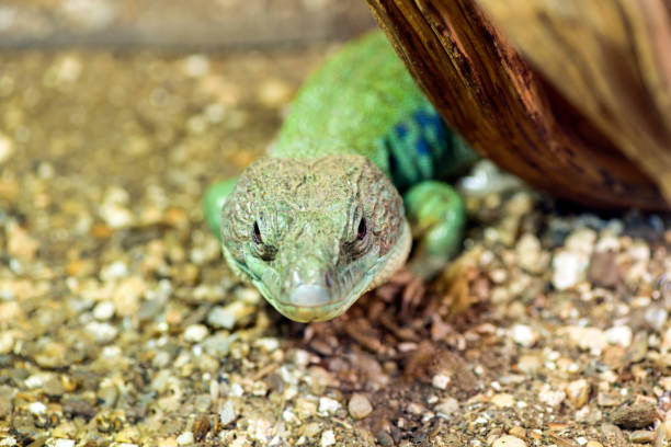 Ocular lizard hiding in terrarium, close - up, macro photo