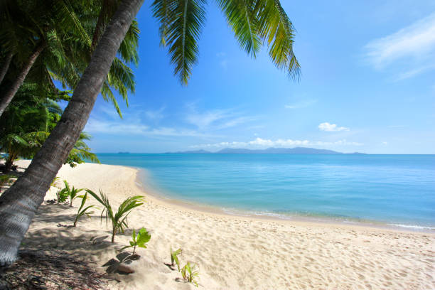 istock Lonely white sand beach, green palm trees, blue sea, bright sunny sky, white clouds background, paradise tropical island in ocean relax vacation tourist poster, exotic travel banner design, copy space 1132699448