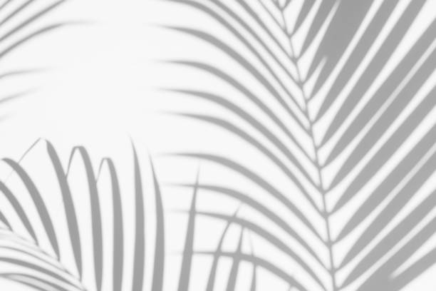 istock abstract background of shadows palm leaves on a white wall. White and Black. 1132699545
