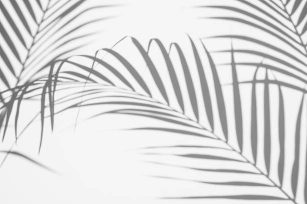 istock abstract background of shadows palm leaves on a white wall. White and Black. 1132699548