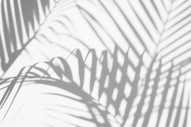 istock abstract background of shadows palm leaf on a white wall. White and Black. 1132699553