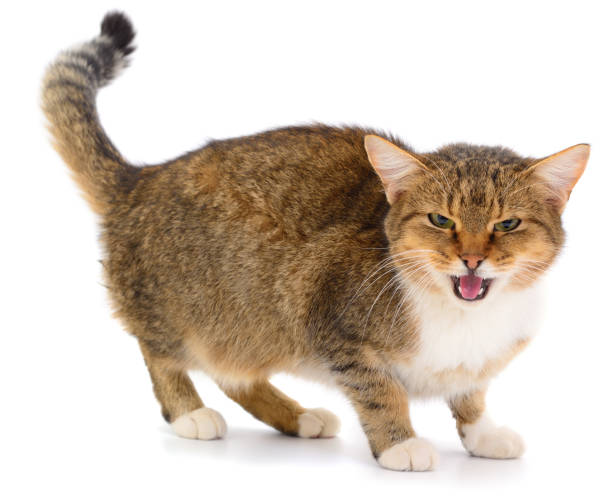 istock Brown house cat. 1132699684
