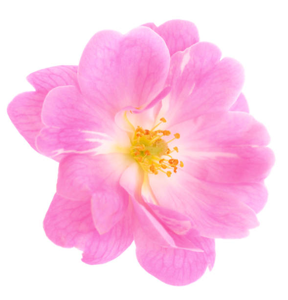 istock Pink rose flower. 1132699688