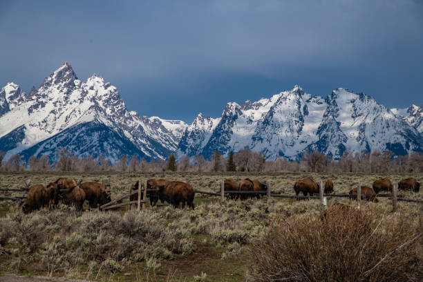 istock Bison with the Grand Tetons in the background 1132700023