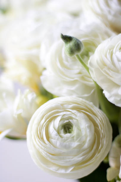 soft focus on a wedding bouquet of white buttercups, white background