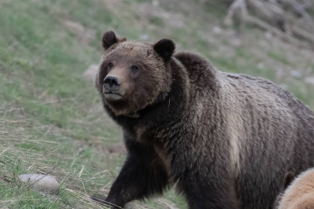 istock Grizzly bear 399 in the Tetons 1132701912