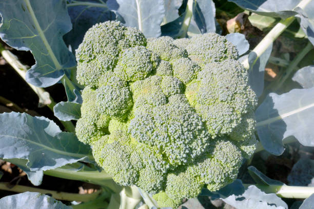 istock One plant ripened broccoli in the 1132702044