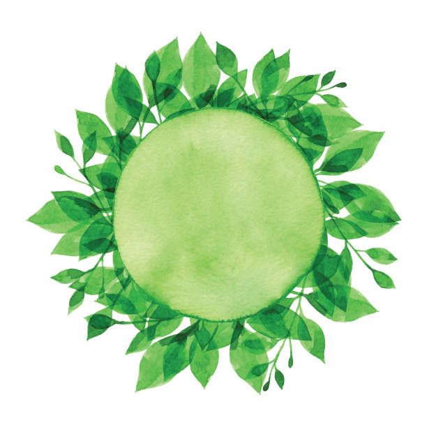 ilustrações de stock, clip art, desenhos animados e ícones de watercolor green branch and circle - watercolor paper illustrations