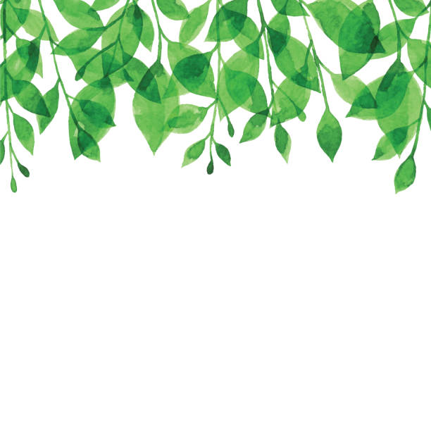illustrazioni stock, clip art, cartoni animati e icone di tendenza di bacgkround ramo verde acquerello - colore verde illustrazioni