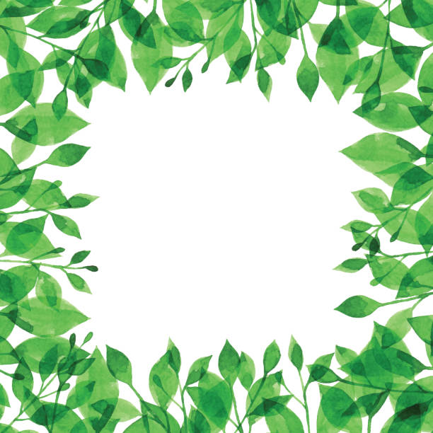 ilustraciones, imágenes clip art, dibujos animados e iconos de stock de marco de rama verde acuarela - creativity floral pattern illustration and painting square
