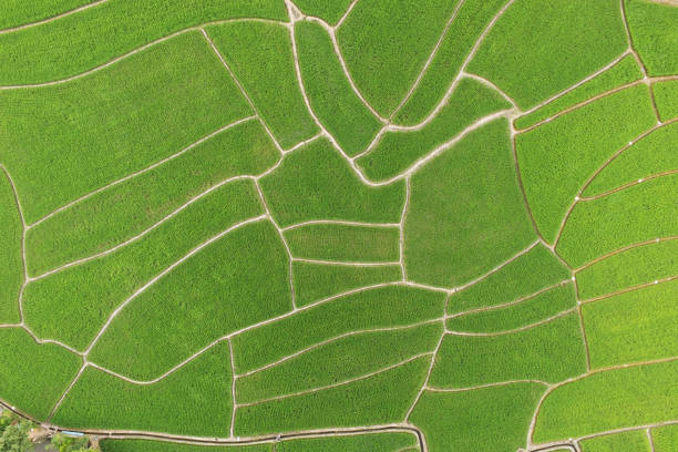 istock The beautiful landscape of rice fields 1132702708